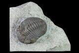 Long Enrolled Eldredgeops Trilobite - Silica Shale #137264-1